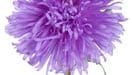 Aster